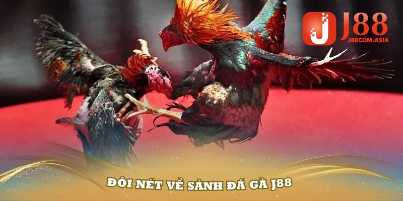 Hiểu thế nào về đá gà J88?